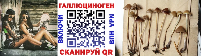 дарнет шоп  Уяр  Псилоцибиновые грибы Cubensis 